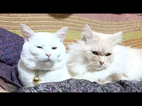 もふたまがライブ配信中！　2026年2月21日 サムネイル