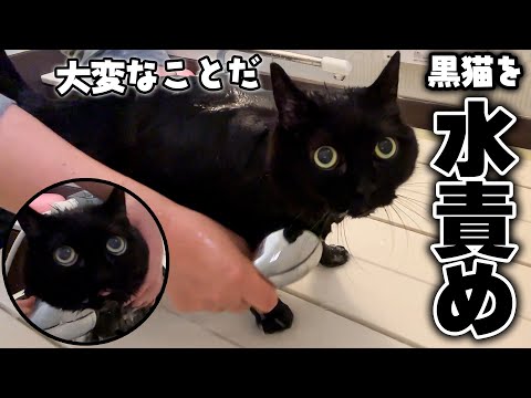 話題の最終回！黒猫が水責めで動かない姿に驚愕