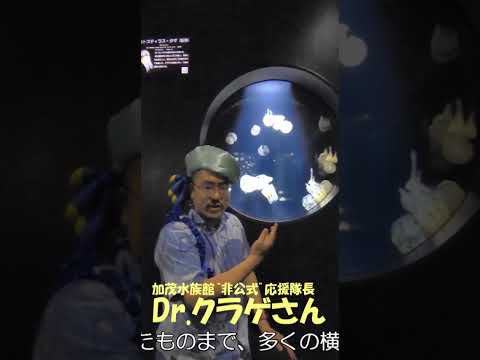 新生　加茂水族館のここがすごいよ！その⑥水族館 加茂水族館 aquarium Dr.クラゲさん サムネイル