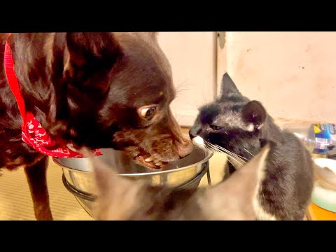 腹ペコの猫がワンコのご飯を奪おうとした結果。。 サムネイル