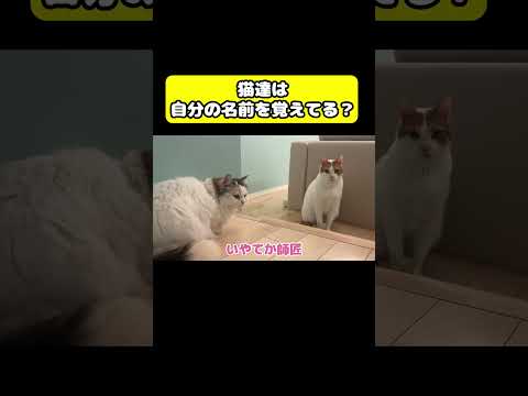 猫達は自分の名前を覚えてる？猫 おもしろ アテレコ ニャンチューバーつくし サムネイル