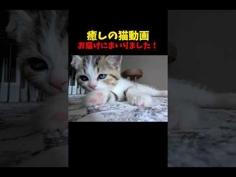 猫に癒される〜♪ 猫 cat cats cute サムネイル