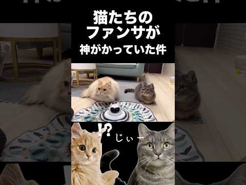 猫たちのファンサが神すぎた...shorts 猫 猫好きさんと繋がりたい サムネイル