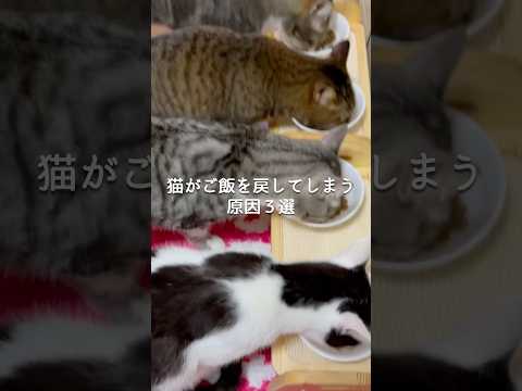 猫がご飯を戻してしまう原因3選 猫 猫のいる暮らし 保護猫 ねこ動画 ねこ ねこのいる生活 ねこのいる暮らし 雑学 豆… サムネイル