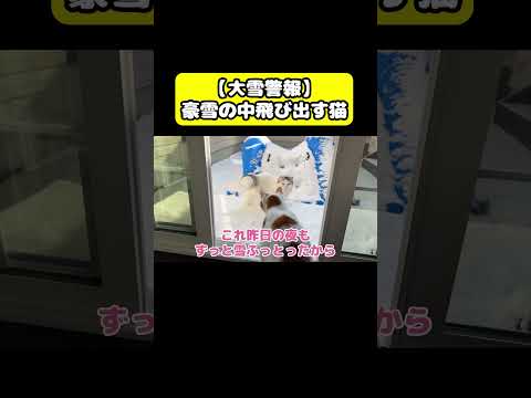 大雪警報！豪雪の中飛び出す猫　猫 おもしろ アテレコ ニャンチューバーつくし サムネイル