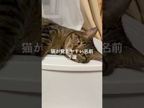 今注目の猫にぴったり！覚えやすい名前ベスト3