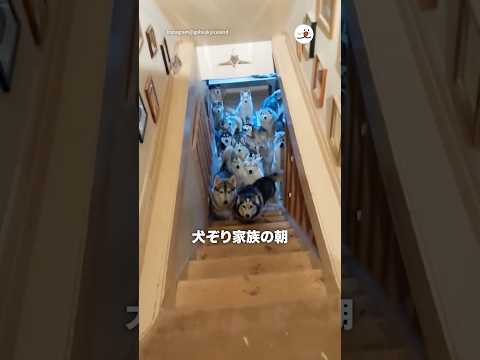 犬ぞり家族の朝｜PECO サムネイル