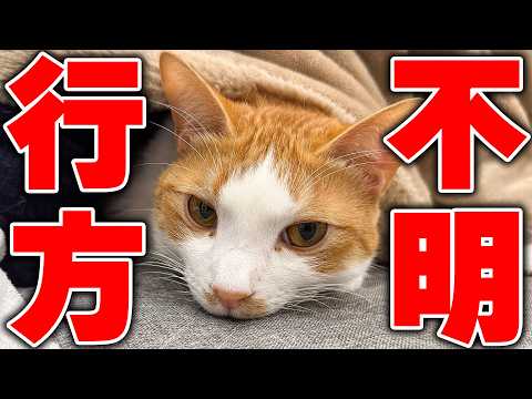 チップの行方がわからなくなりました。先輩猫たちと一緒に家中を探し回った結果…。 サムネイル