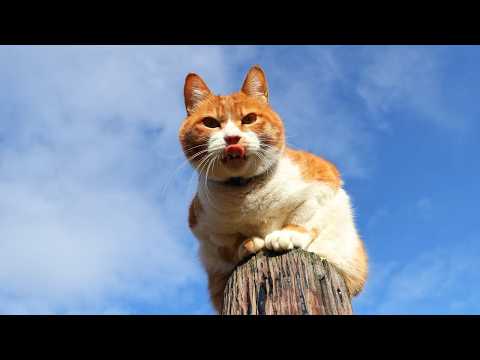 てっぺんのぽん　260429 サムネイル