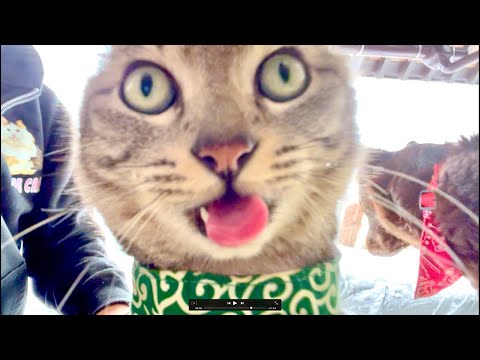 【朝】起きたくない人へ(猫×水)Deep Relax ASMR|Cat Purring & Wooden Balls サムネイル