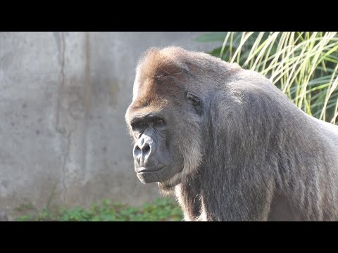 モンタが泣いている　ゴリラの大量虐殺に資金提供したとされる千葉市動物公園の犯罪行為は本当か！　202512 サムネイル