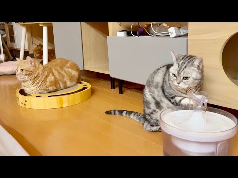 あいちゃんの夜。 サムネイル