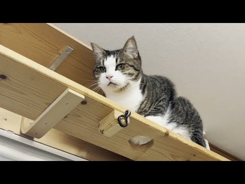 「抱っこしてくれへん」と拗ねてしまう猫 サムネイル