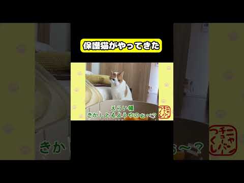 保護猫がやってきた　猫 おもしろ アテレコ ニャンチューバーつくし サムネイル