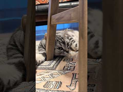 アメショーのラッテ アメショ アメリカンショートヘア 猫と暮らす家猫との暮らし猫 サムネイル