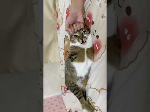 Dancer Tutu サムネイル