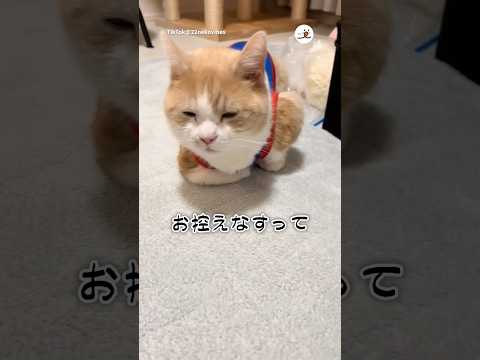 🐱「拙者…」｜PECO サムネイル