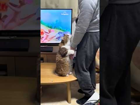 机の上に乗ってんで サムネイル