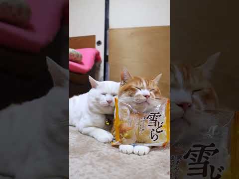 雪どら　栗あんころ餅＆マロンホイップ　251226　のせ猫　 cat cute 猫のいる暮らし　 ネコ　 ねこ　 猫の… サムネイル