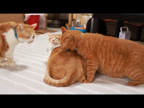 ぼーをぺろぺろ cats licking each other　260110 サムネイル