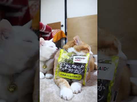 ようかんやわらか カスタークリームパン　260228　のせ猫　 cute　 cat　 ネコ　 ねこ　 猫　　 猫好きさ… サムネイル