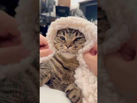 もふもふ猫を子守唄で寝かしつけるwww cat 猫 サムネイル