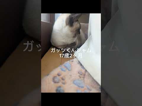 ベンガル猫シャム猫shorts funny cat猫ミャク子ガッツくん