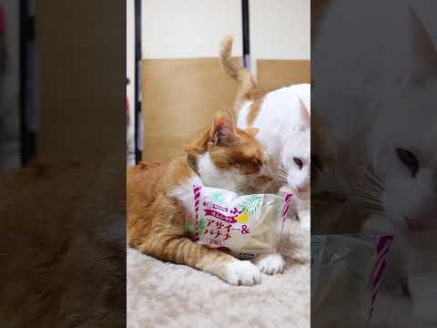 オムレット アサイー＆バナナ　260220　のせ猫　 cat cute 猫のいる暮らし　 kitten　 ねこ　 ネコ… サムネイル