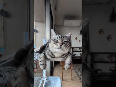 アメショーのラッテ アメショ アメリカンショートヘア 猫と暮らす家猫との暮らし猫 サムネイル