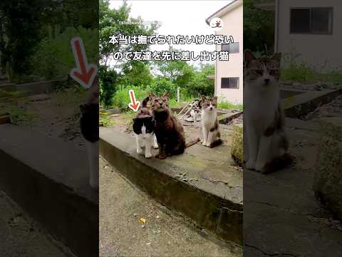 撫でられる前に友達で様子見する猫w｜PECO サムネイル