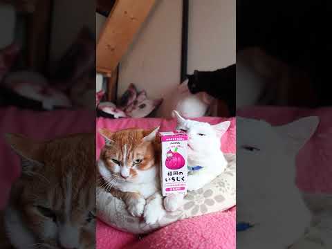 ふくれん 豆乳飲料いちじく　260427　のせ猫　 cat　 猫　 ねこ　 豆乳　 cute　 ぼー　 kitten… サムネイル
