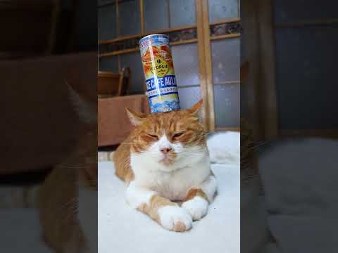 ジョージア アイスカフェオレ（243g缶）　261001　 cat のせ猫 cute　 ねこ　 猫のいる暮らし　 ジョ…