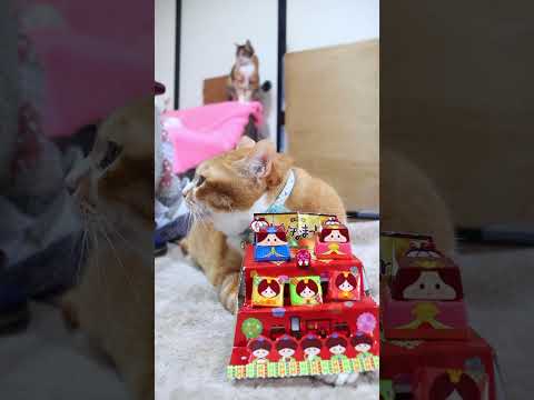 ビッグチロル＜ひなまつり＞　260303　のせ猫　チロル　ひなまつり　 cat　 cute　 ねこ　 ネコ　 猫のいる… サムネイル