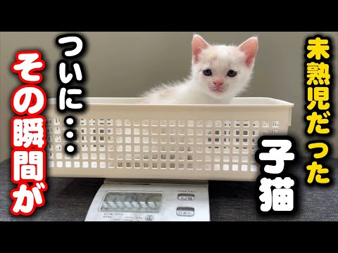 未熟児で育児放棄された子猫の感動の瞬間