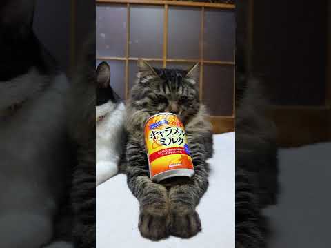 おいしさダントツキャラメル＆ミルク　260515　 cat のせ猫 cute　 キャラメル＆ミルク kitty ネコ…