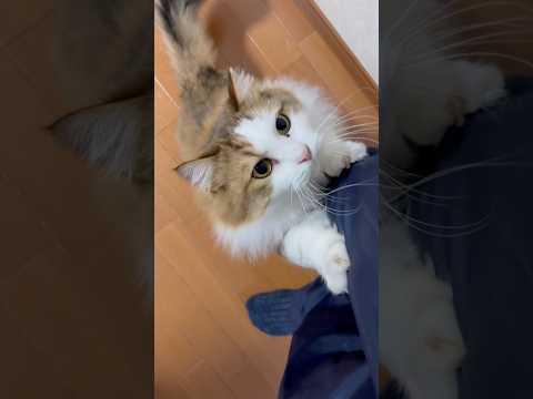 乗るから座るのだ サムネイル