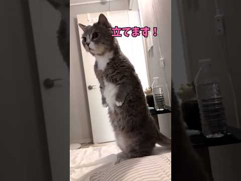 生ヌッコです♥