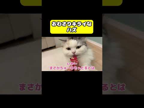 おさわり苦手ハズなのに…猫 おもしろ アテレコ ニャンチューバーつくし サムネイル