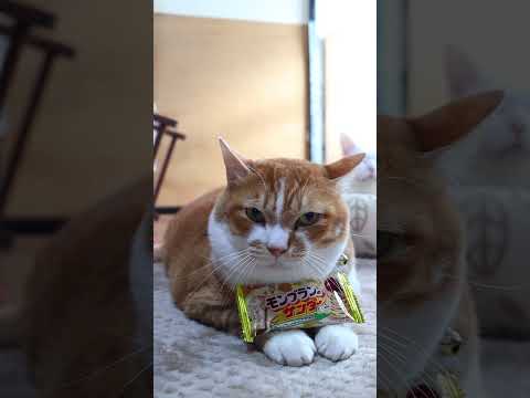 モンブランのサンダー　260301　のせ猫　 cat　 cute　 ねこ　 ネコ　 猫のいる暮らし　 猫　 cutec… サムネイル