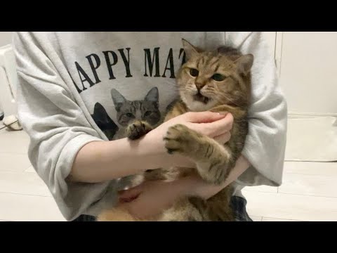 爪切り嫌いな猫が文句言いながら反抗してる様が面白い サムネイル