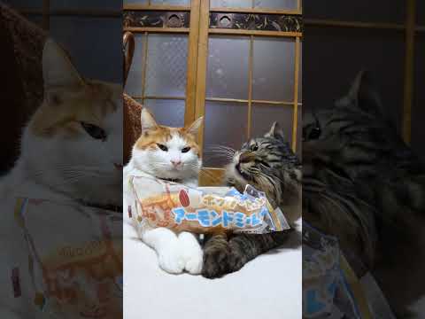 ポップ・ヒット アーモンドミルク　260324　のせ猫　 cat　 猫のいる暮らし　 cute　 ねこ　 ネコ  猫の… サムネイル