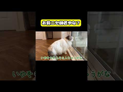 お前ニセ師匠やな？猫 おもしろ アテレコ ニャンチューバーつくし サムネイル
