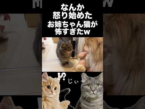 怒って八つ当たりする猫が怖すぎた...shorts 猫 マンチカン サムネイル