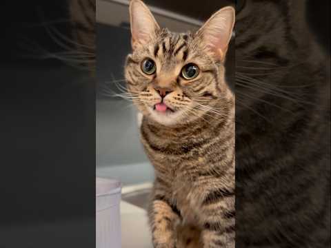 手で水を飲む天才な猫と、大ファンすぎるパパwww cat 猫