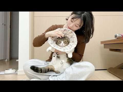 プロ直伝の技で猫のお手入れをしたらすごかった…w サムネイル