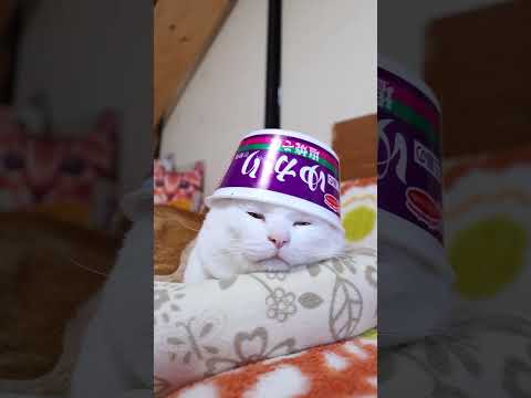 三島のゆかり使用 塩焼そば　260206　のせ猫　 cat ねこ 猫のいる暮らし　 cute　 ネコ　 猫のいる生活… サムネイル