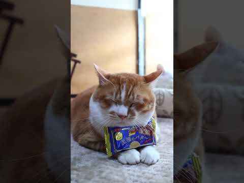 ブラックサンダー 至福のバター　260305　のせ猫　ブラックサンダー　 cat　 cute　 ネコ　 猫のいる暮らし… サムネイル