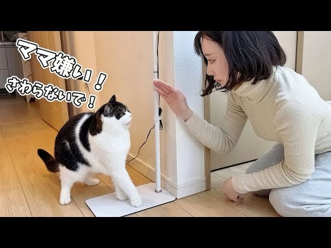 ママが息子猫に嫌われてさわらせてくれなくなっちゃいました…涙 サムネイル