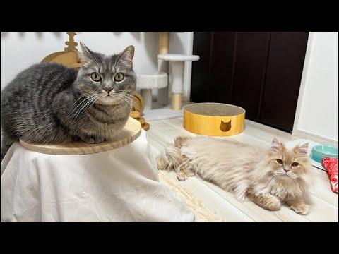 アクアとフランマ がライブ配信中！ サムネイル