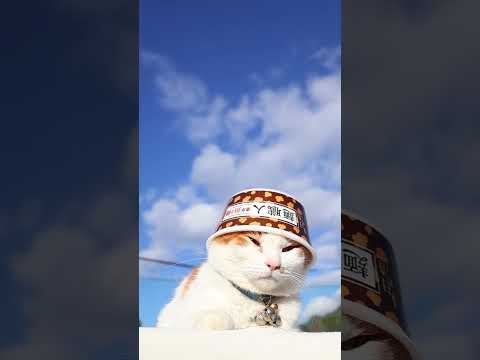 麺職人 担々麺　260122　のせ猫　 cat 猫のいる暮らし ネコ　 cute　 ねこ　 猫のいる生活　 cutec… サムネイル